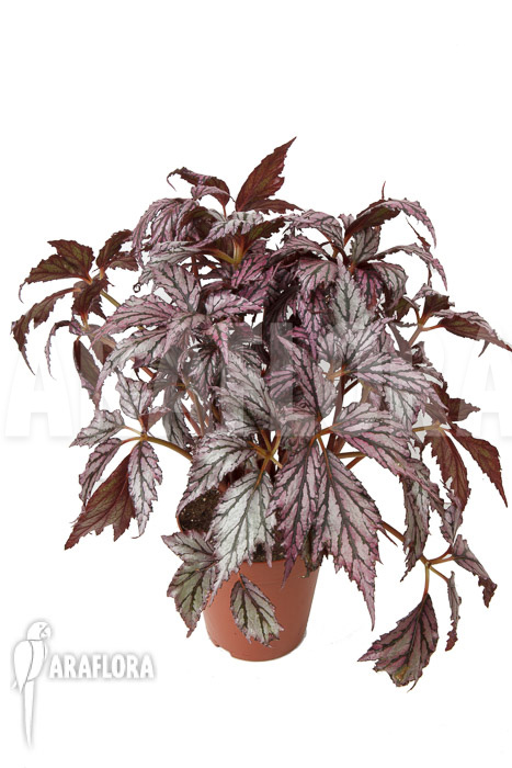 Begonia &lsquo;Supernova&rsquo;