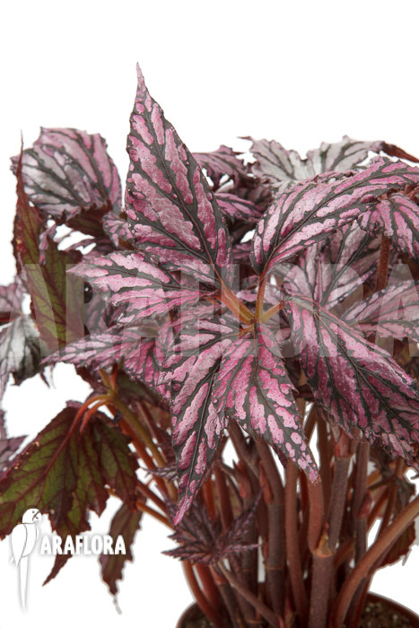 Begonia &lsquo;Supernova&rsquo;
