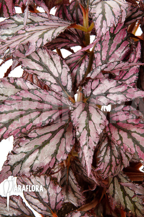 Begonia &lsquo;Supernova&rsquo;