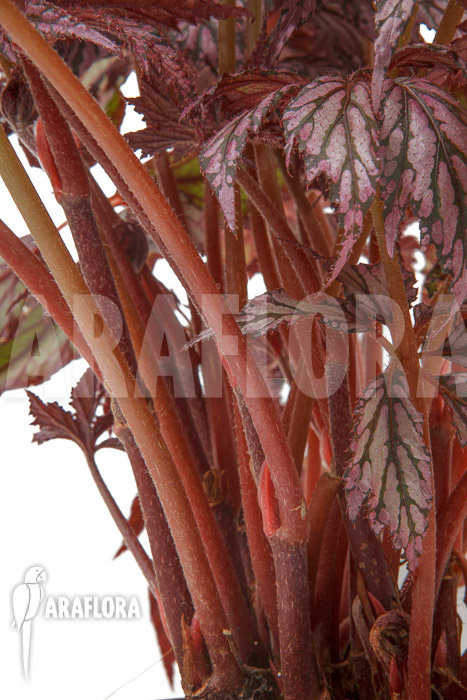 Begonia &lsquo;Supernova&rsquo;