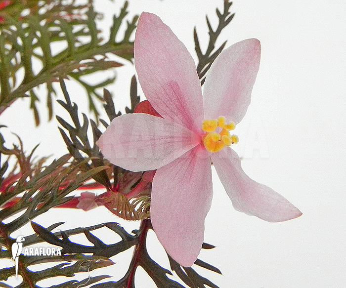 Begonia bipinnatifida adult