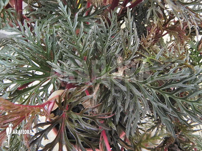 Begonia bipinnatifida flower example
