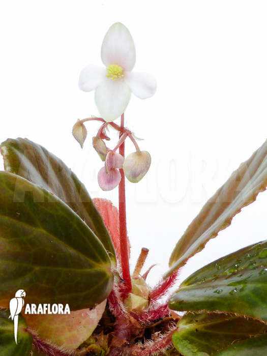 Begonia blancii