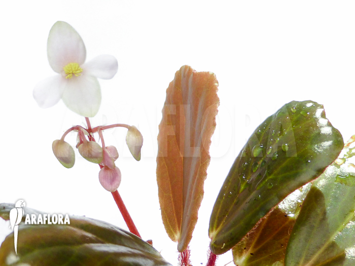 Begonia blancii