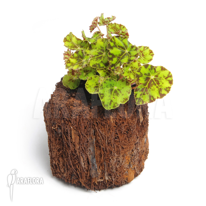 Begonia bowerae &lsquo;Tiger&rsquo;