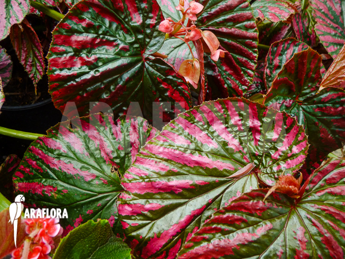 Begonia brevirimosa subsp exotica