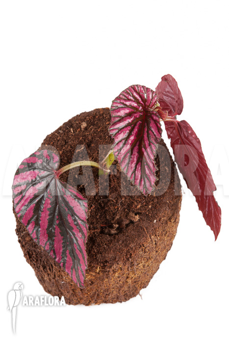 Begonia brevirimosa subsp exotica “Starter”