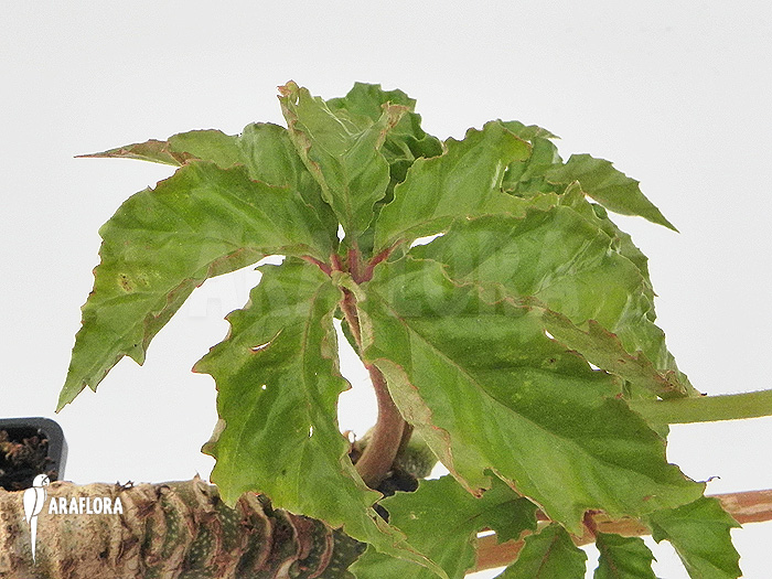Begonia carolineifolia
