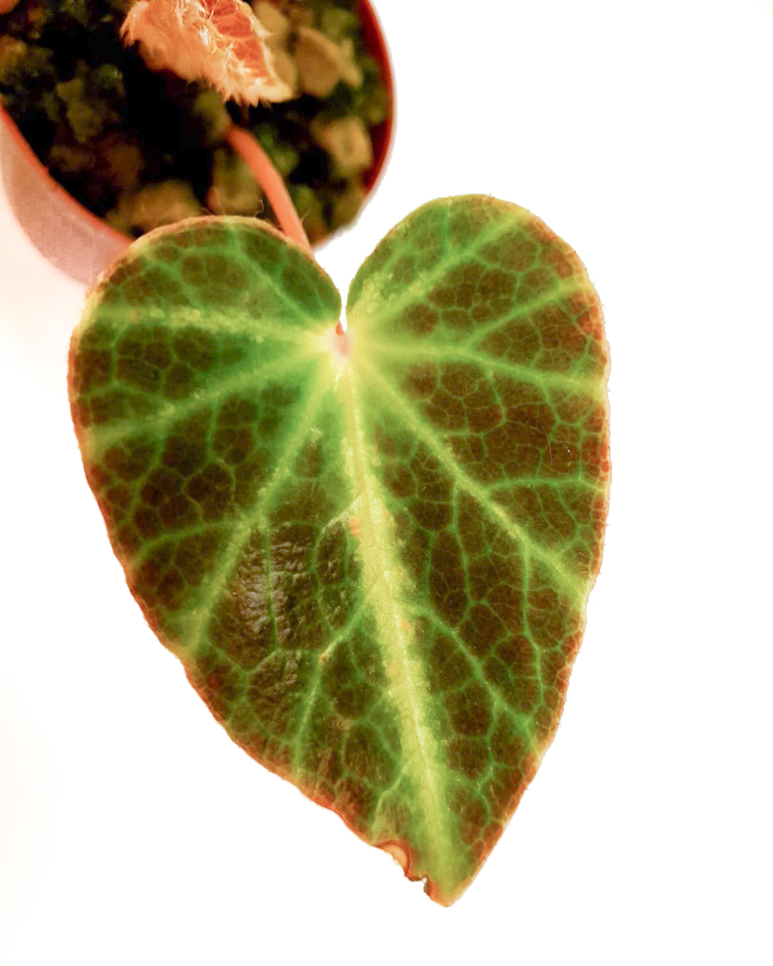 Begonia chingipengii &lsquo;Starter&rsquo;