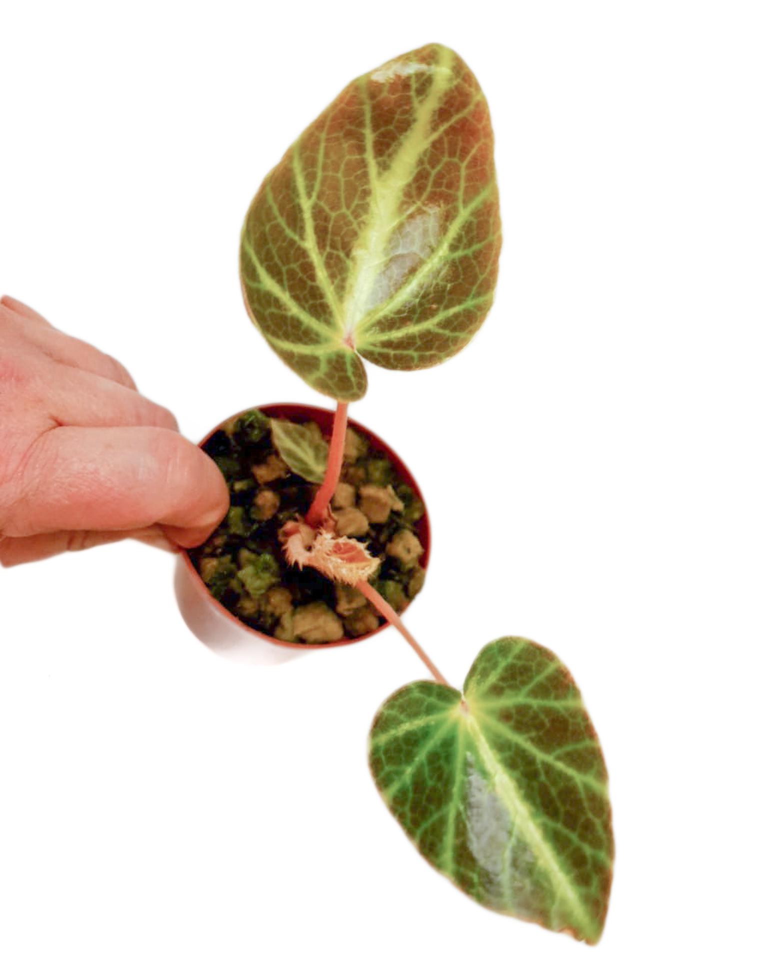 Begonia chingipengii &lsquo;Starter&rsquo;