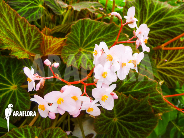 Begonia chloroneura