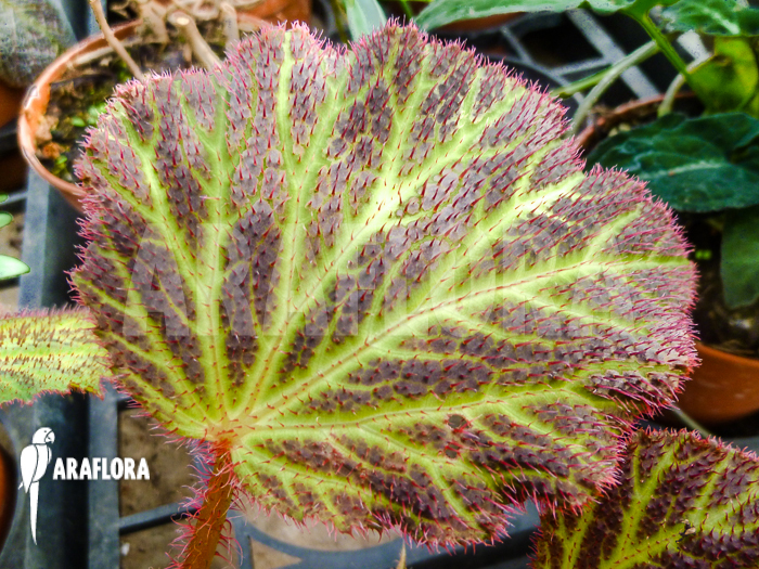Begonia chloroneura