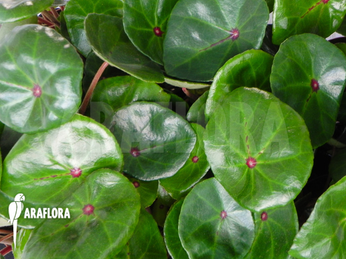 Begonia conchifolia var. Rubrimacula &lsquo;L&rsquo;