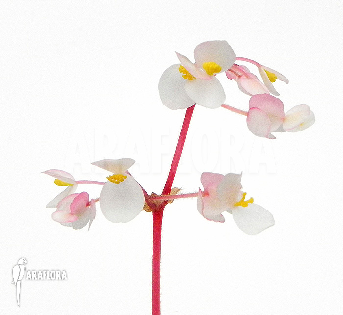 Begonia conchifolia var. Rubrimacula
