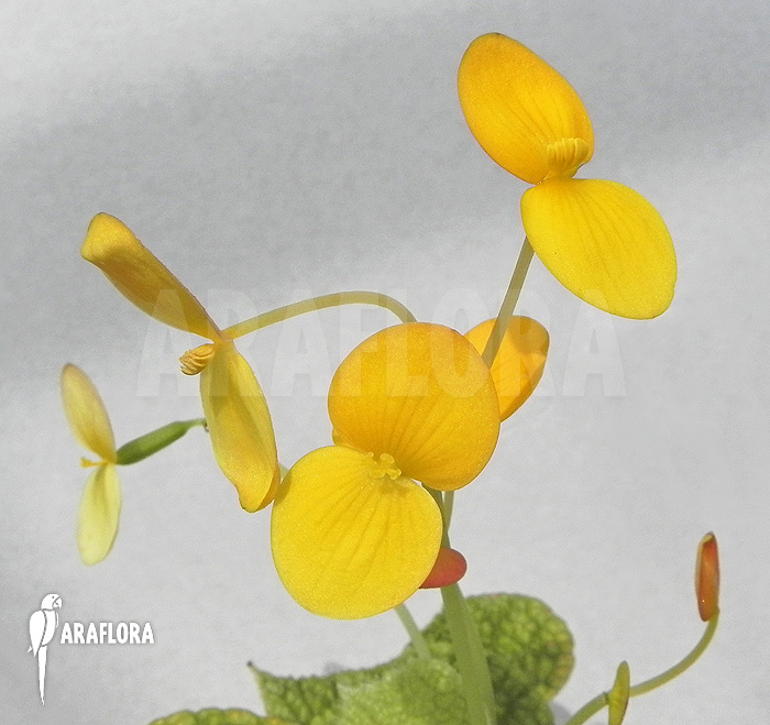 Begonia ficifolia &lsquo;Microsperma&rsquo;