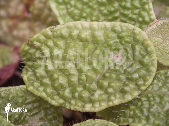 Begonia ficifolia &lsquo;Microsperma&rsquo;