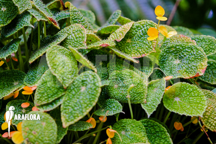 Begonia ficifolia &lsquo;Microsperma&rsquo;