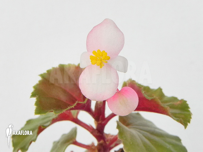 Begonia fischeri