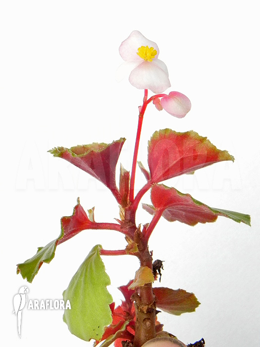 Begonia fischeri