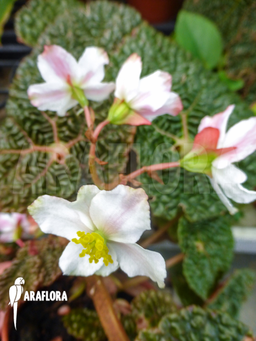Begonia gehrtii