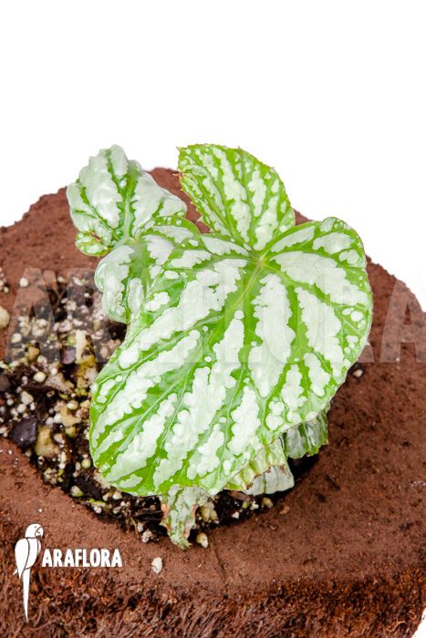 Begonia hatacoa “Starter”