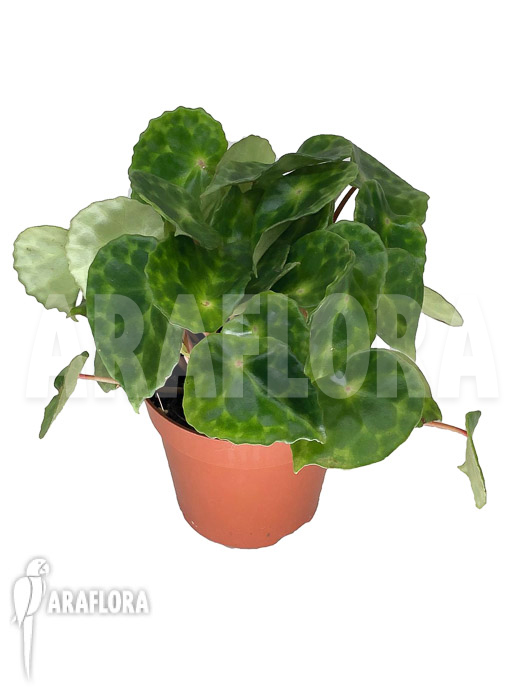 Begonia kingiana