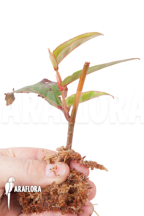 Begonia komoensis rooted cutting