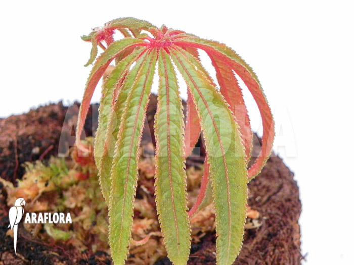 Begonia luxurians &lsquo;Starter&rsquo;