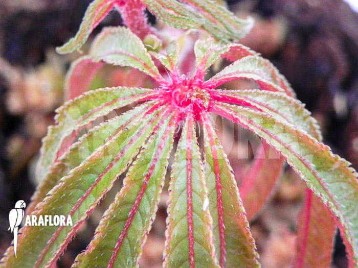 Begonia luxurians &lsquo;Starter&rsquo;