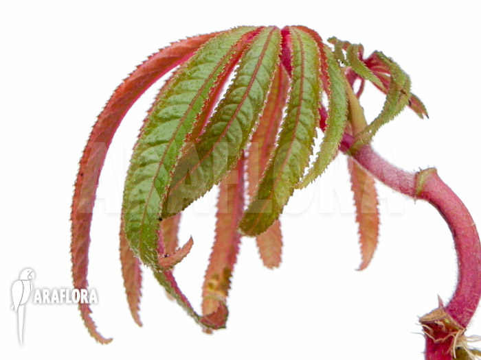 Begonia luxurians &lsquo;Starter&rsquo;