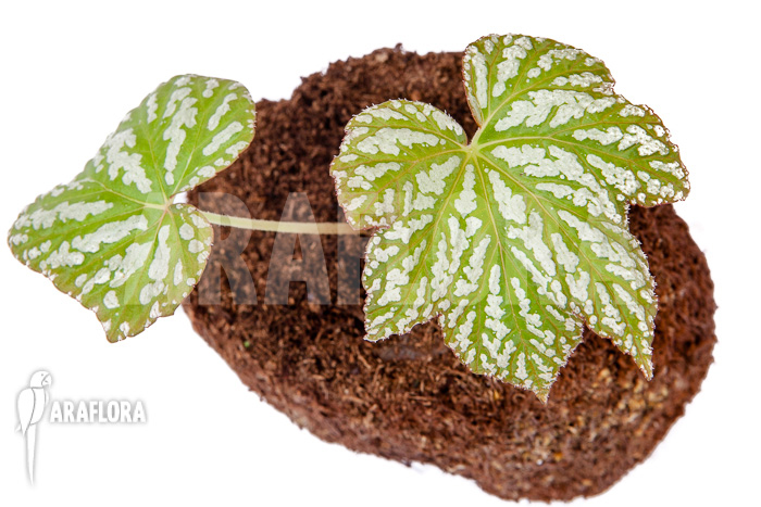 Begonia malipoensis Starter