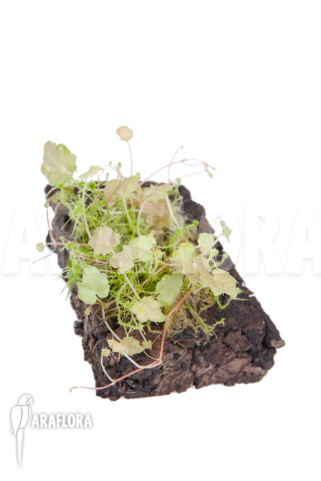 Begonia-maurandiae-5