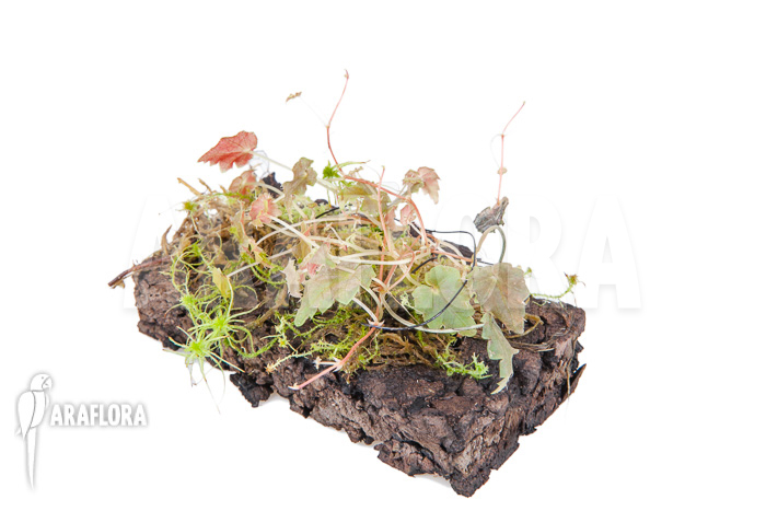 Begonia-maurandiae-7