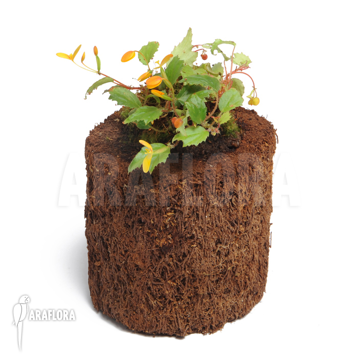 Begonia prismatocarpa &lsquo;L&rsquo;