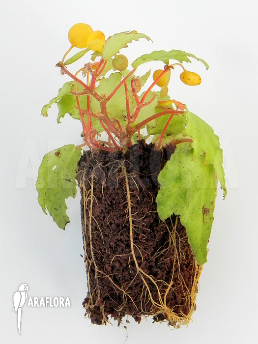 Begonia prismatocarpa &lsquo;M&rsquo;