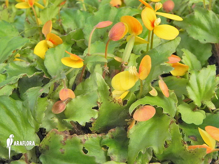 Begonia prismatocarpa &lsquo;Flower&rsquo;