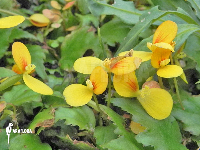 Begonia prismatocarpa &lsquo;Flower&rsquo;