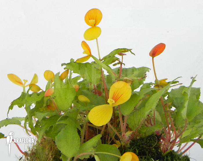 Begonia prismatocarpa &lsquo;M&rsquo;