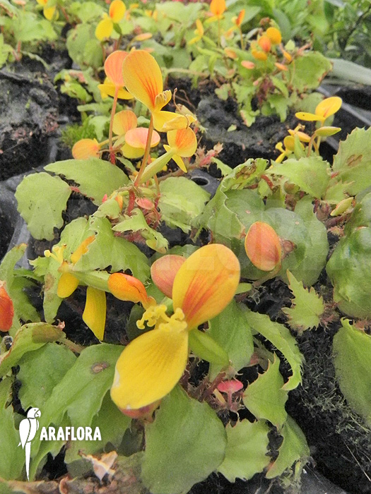 Begonia prismatocarpa &lsquo;M&rsquo;