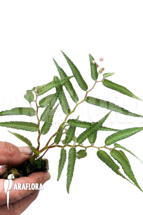 Begonia-pteridiformis-2