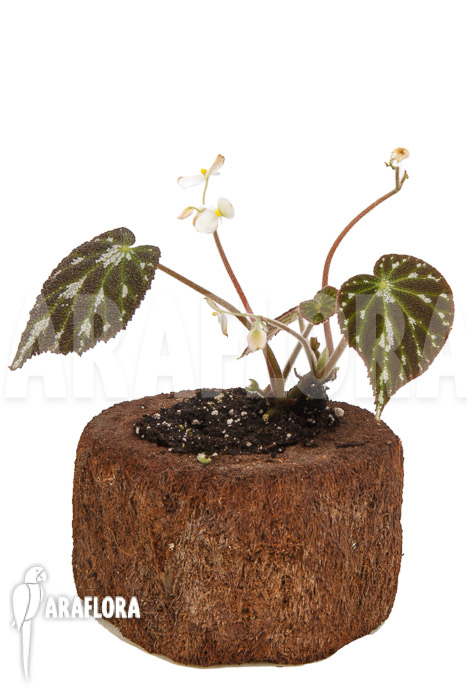 Begonia pustulata