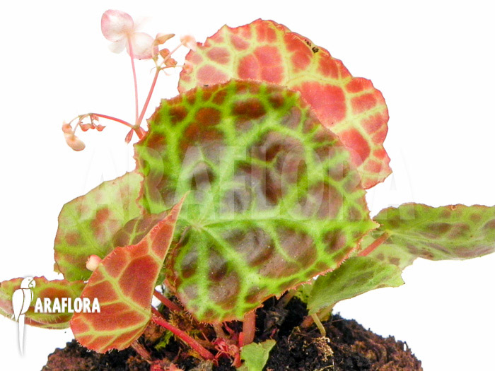 Begonia rajah &lsquo;M&rsquo;
