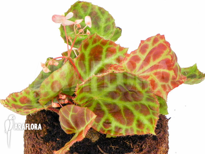 Begonia rajah &lsquo;M&rsquo;