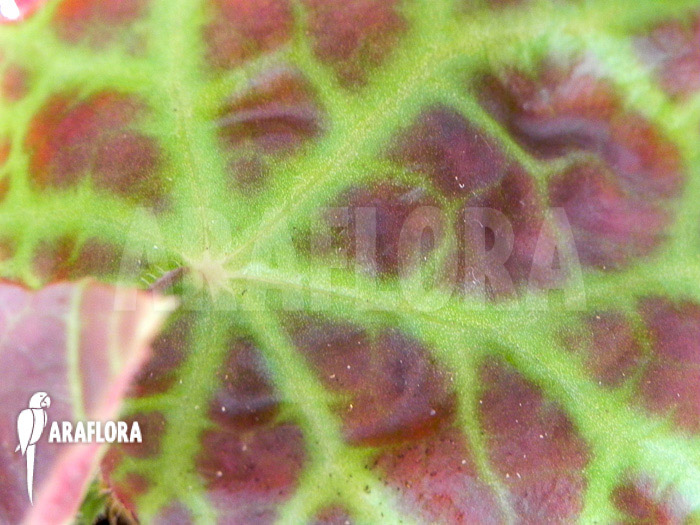 Begonia rajah &lsquo;M&rsquo;