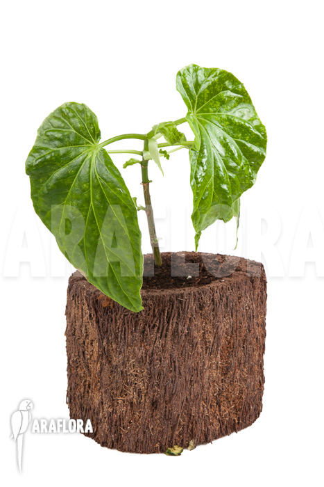 Begonia salaziensis &lsquo;Starter&rsquo;