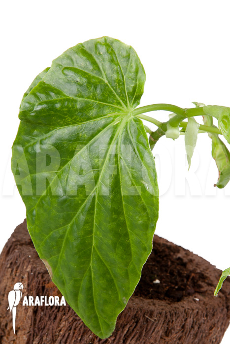 Begonia salaziensis &lsquo;Starter&rsquo;