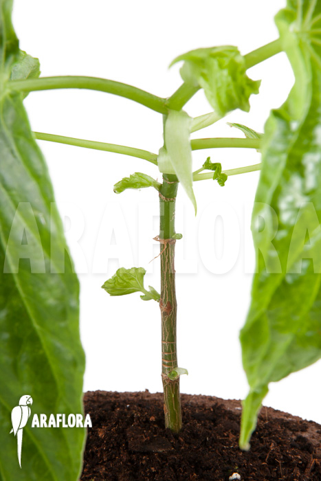 Begonia salaziensis &lsquo;Starter&rsquo;