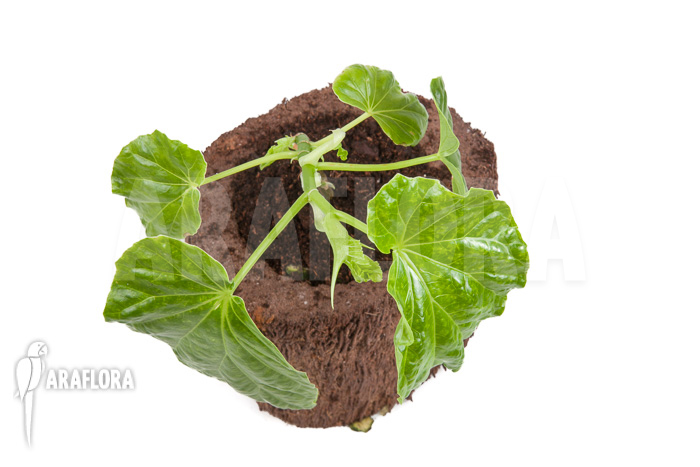 Begonia salaziensis &lsquo;Starter&rsquo;