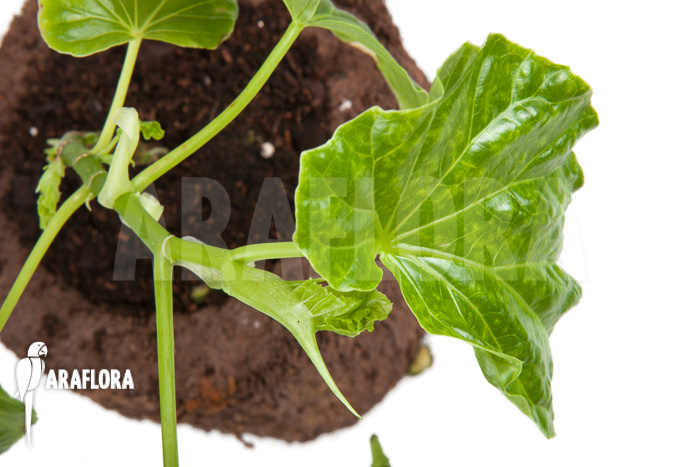 Begonia salaziensis &lsquo;Starter&rsquo;