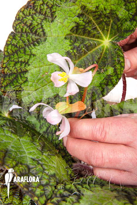 Begonia sizemoreae “Starter” flower